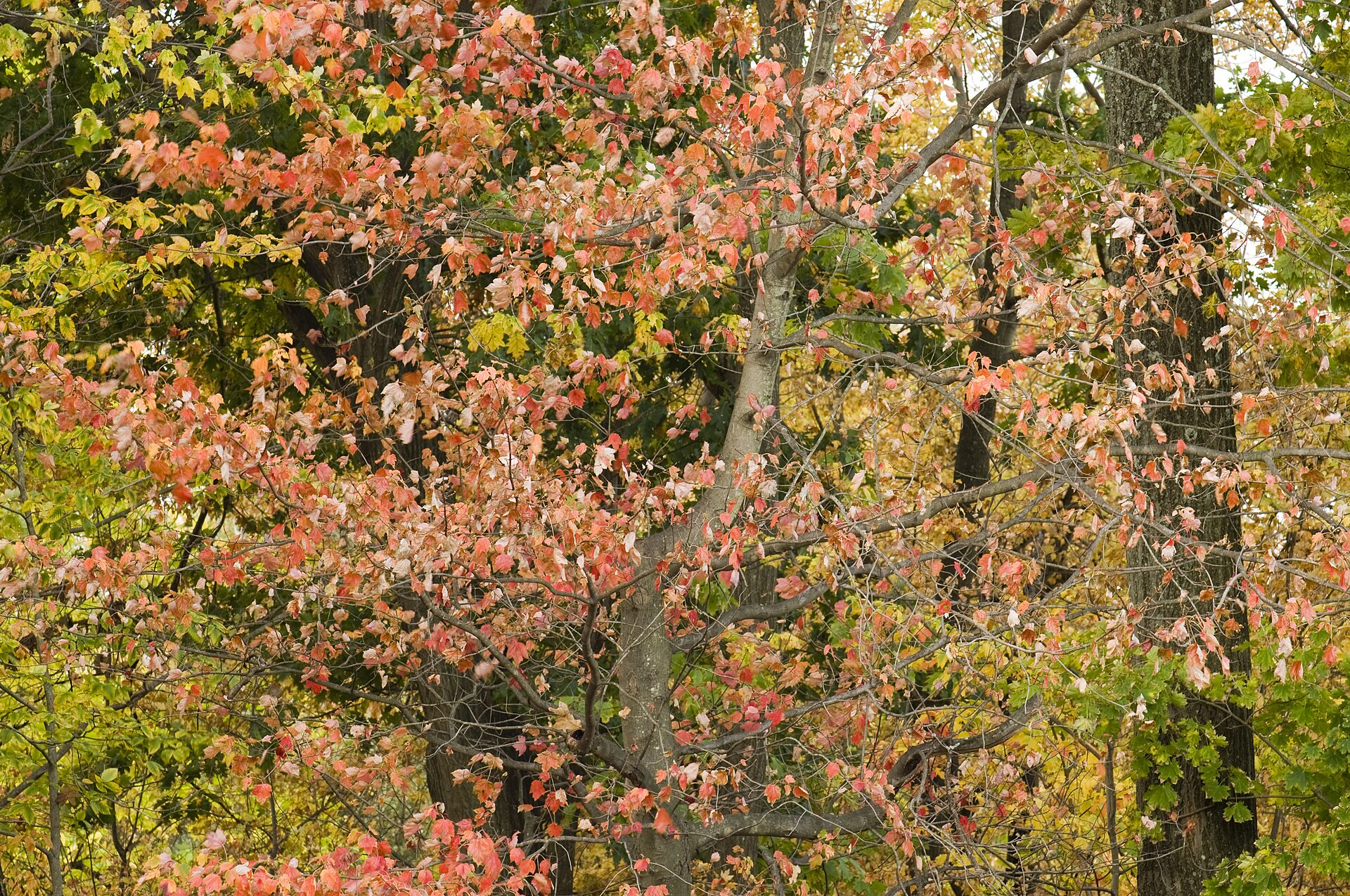 Colourful autumn foliage